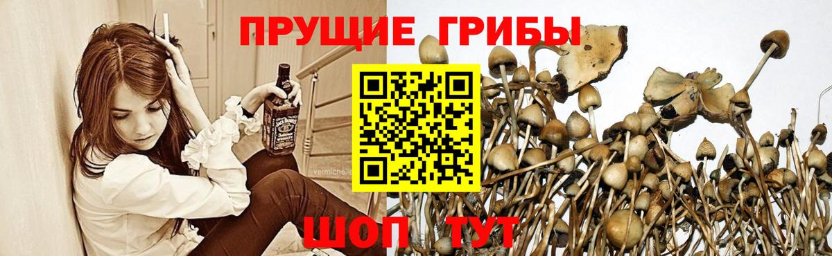 Псилоцибиновые грибы мицелий Губкинский